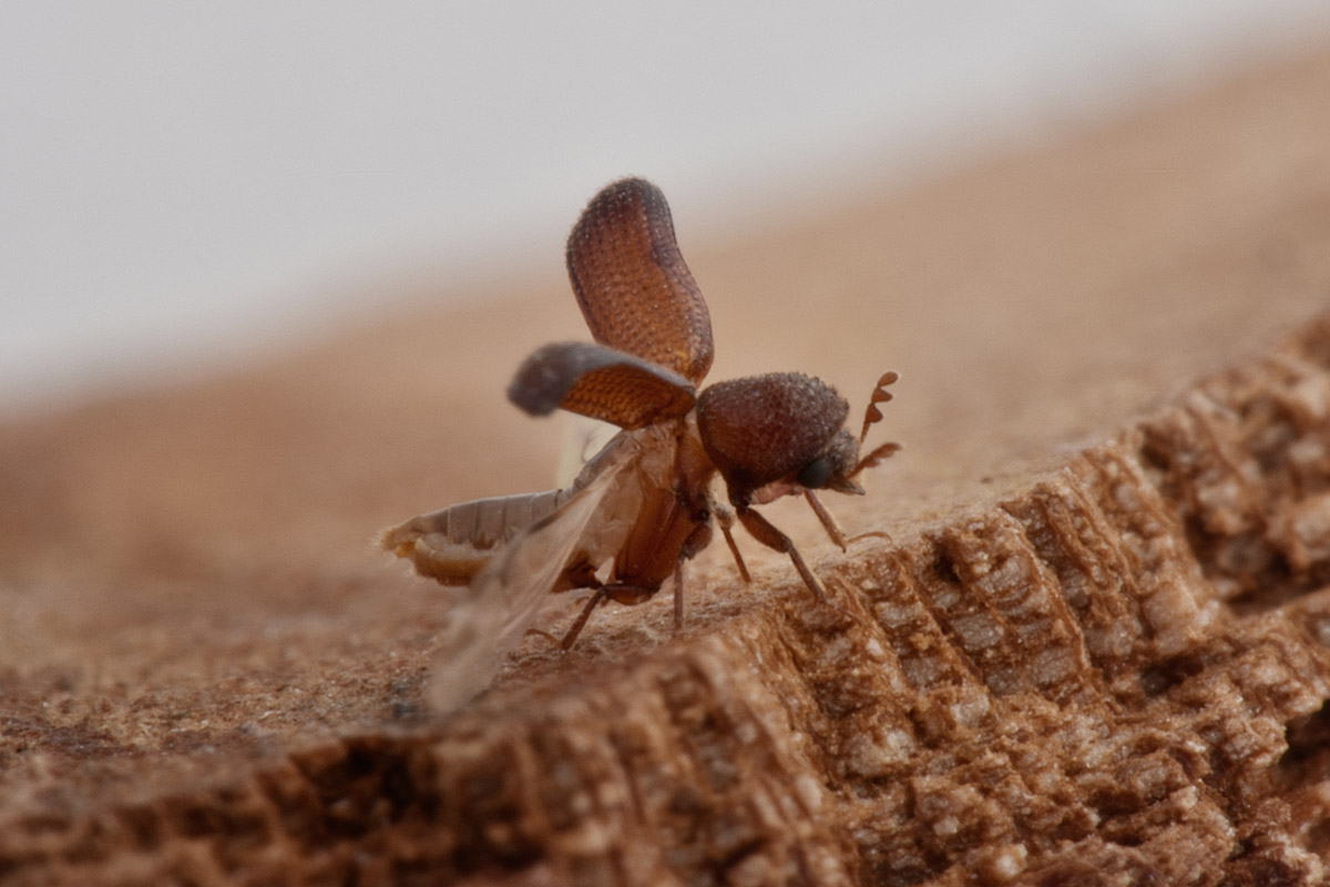 Cappuccino dei cereali? Rhizopertha dominica, Bostrichidae